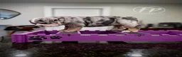 English Bulldog dogs for sale: Tilly - Ad 7