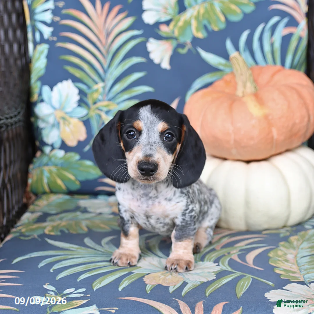 Miniature Dachshund dogs for sale: Happy - Ad 1