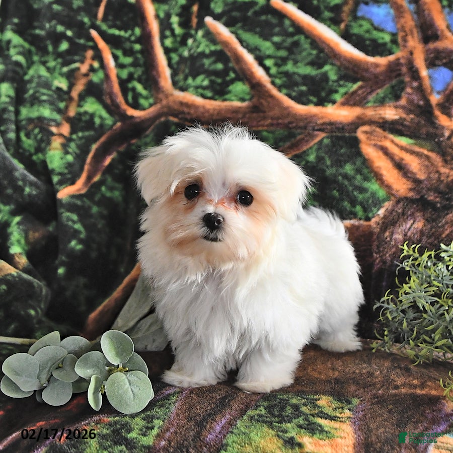 Maltese dogs Valentine EXTRA SMALL - Ad 1