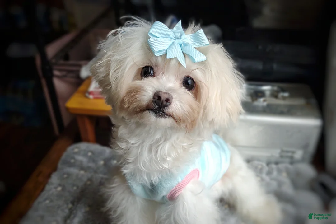 Maltipoo dogs for sale: Korean Teddybear Taiyang - Ad 8