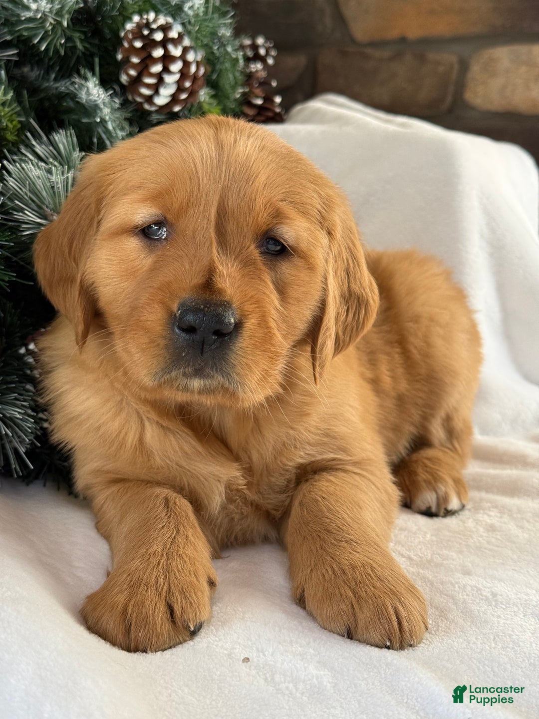 Golden Retriever dogs for sale: Malibu - Ad 5