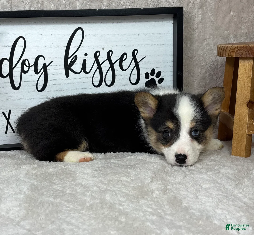 Welsh Corgi Pembroke dogs for sale: Prince - Ad 5