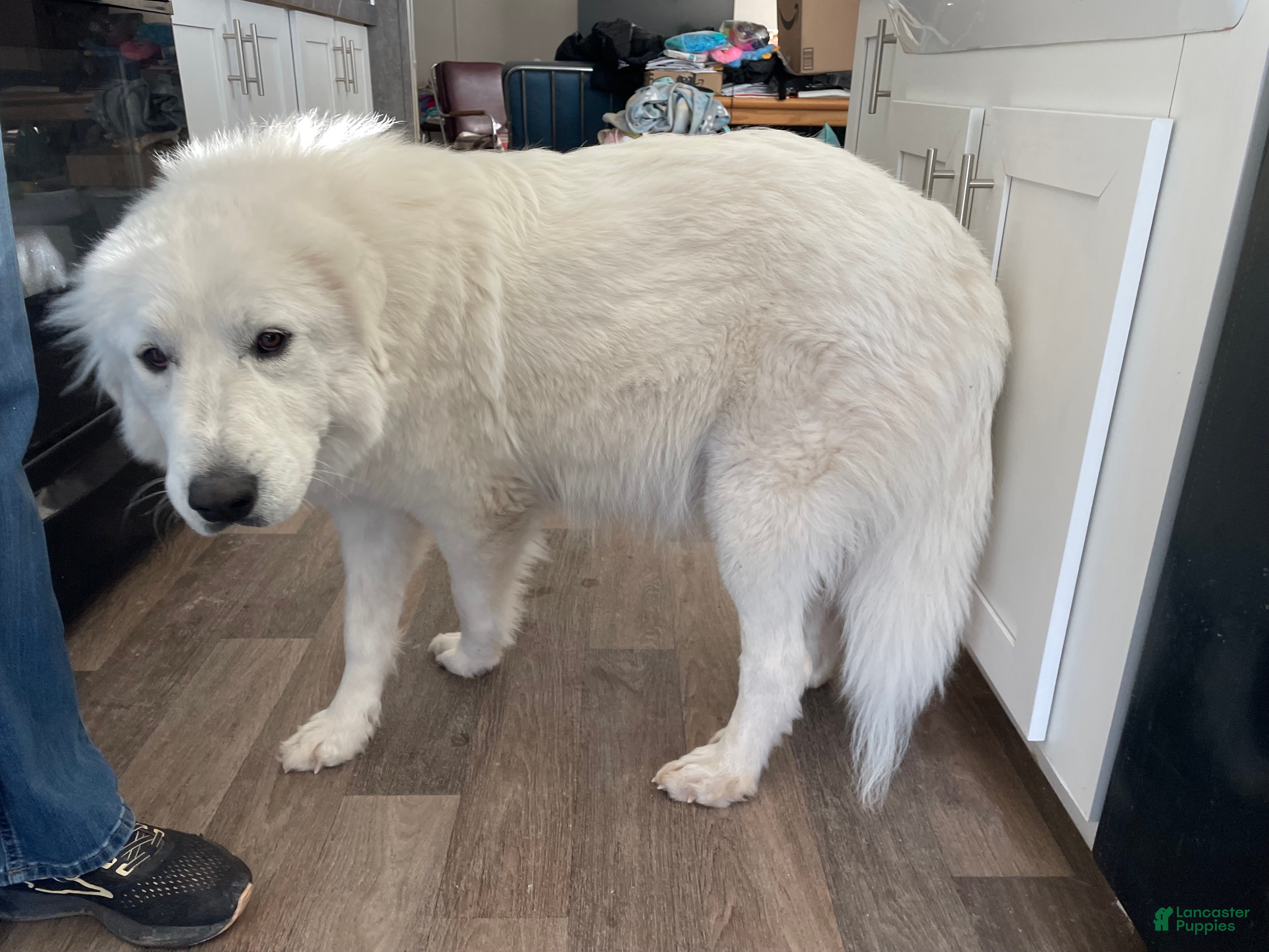 Great Pyrenees dogs Great Pyrenees Puppy 6 - Ad 2