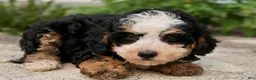Mini Bernedoodle dogs for sale: Topaz - Ad 3