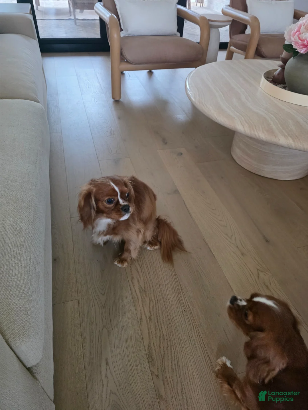 Cavalier King Charles Spaniel dogs for sale: Cavalier King Charles Spaniel Puppy 1 - Ad 1