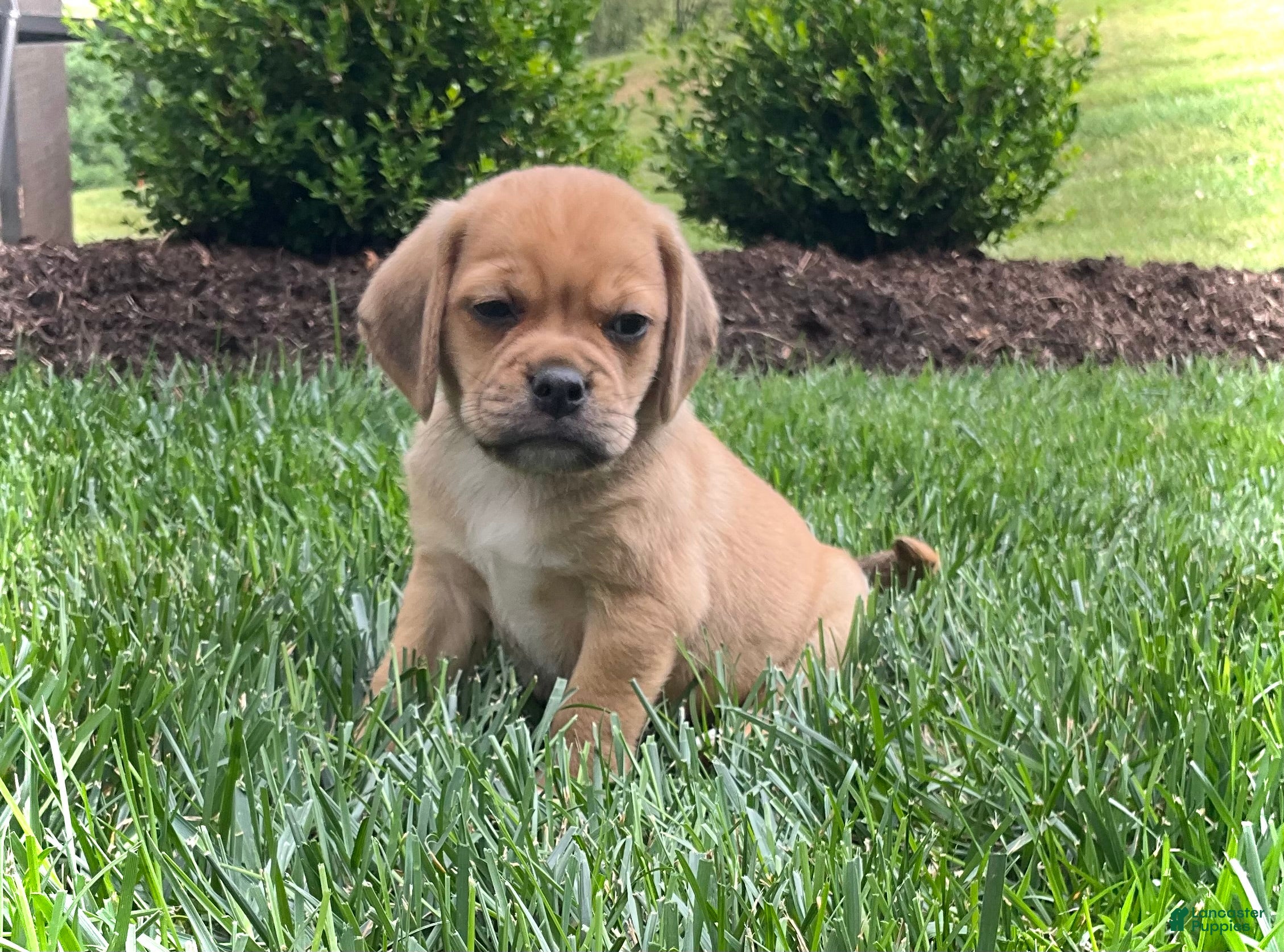 Puggle dogs Puggle 2 - Ad 39