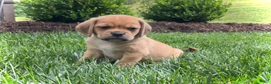 Puggle 2