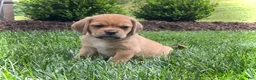 Puggle dogs for sale: Puggle 2 - Ad 1