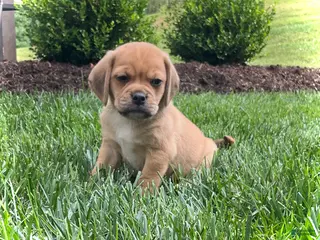 Puggle dogs Puggle 2 - Ad 39