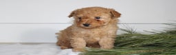 Miniature Poodle dogs for sale: Dexter - Ad 3
