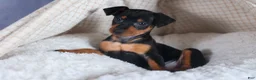 Miniature Pinscher dogs for sale: ANNIE - Ad 16