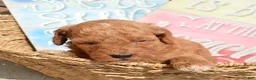 Mini Goldendoodle dogs for sale: Dora Mini Goldendoodle 7 - Ad 5