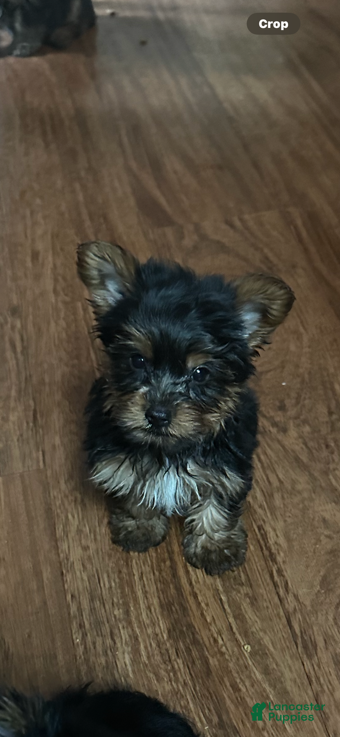 Yorkshire Terrier dogs for sale: Moes Tiny baby boy - Ad 11