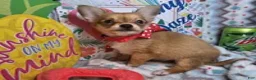 Chihuahua dogs for sale: Express Yourself (LH) male - Ad 4