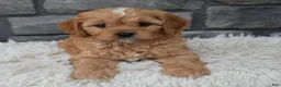 Cavapoo dogs for sale: Riley  - Ad 4