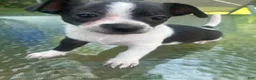 Mixed Breed dogs for sale: Oreo - Ad 5