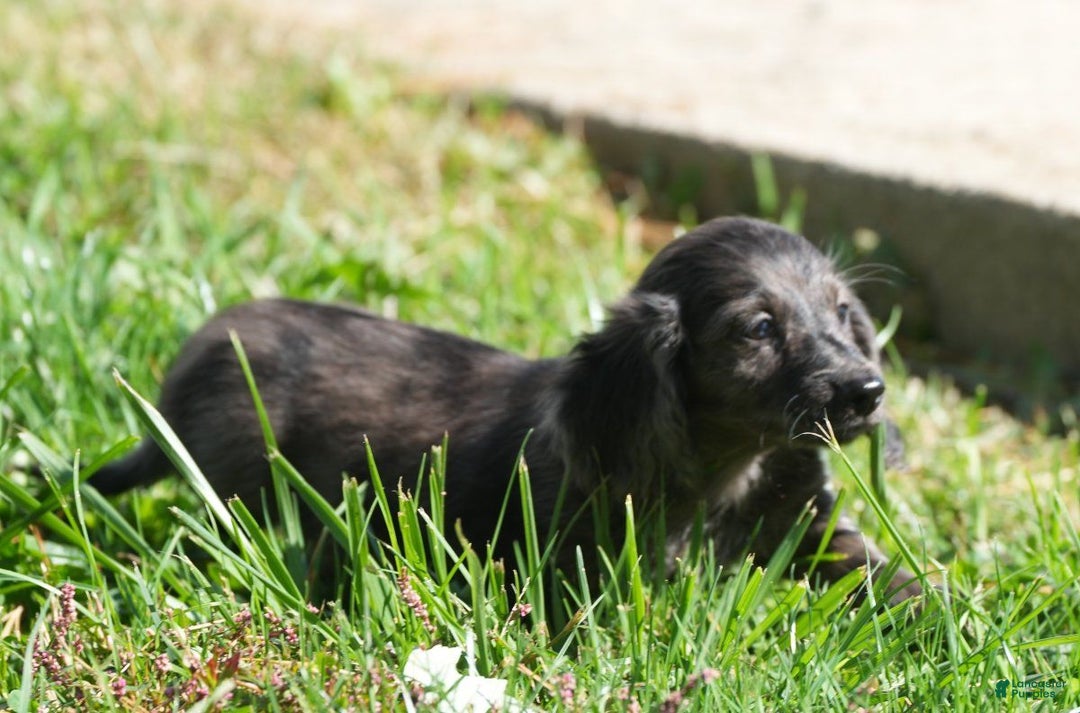 Miniature Dachshund dogs for sale: Grady - Ad 2