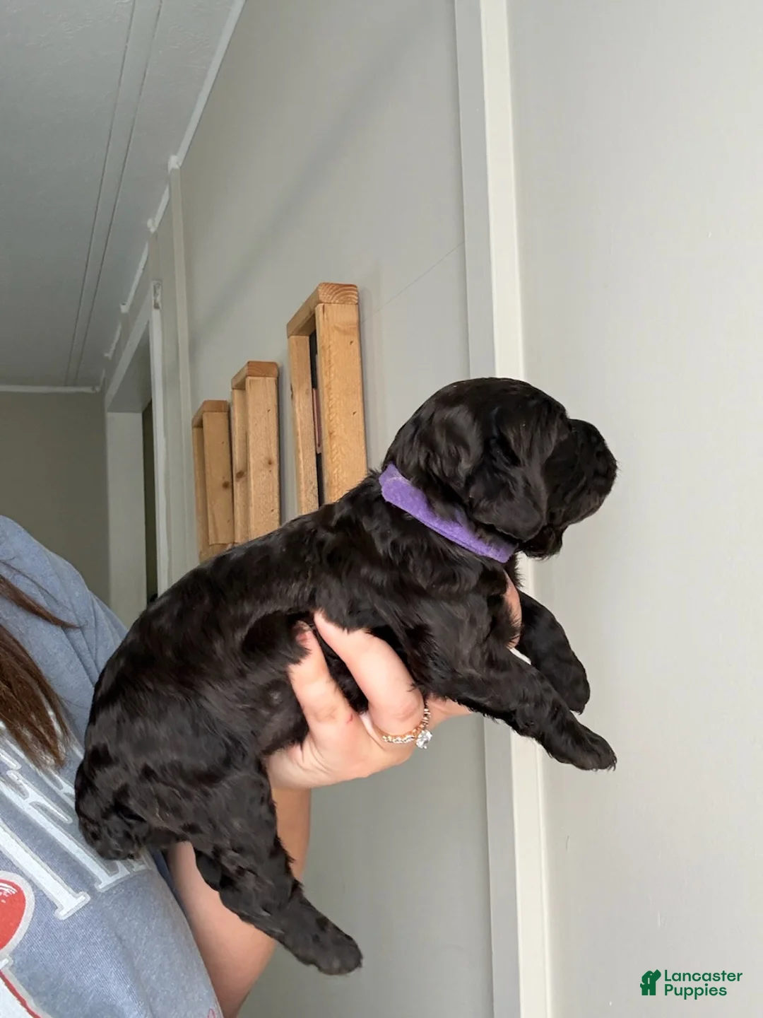 Boykin Spaniel dogs for sale: Purple Collar-Female - Ad 2