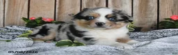 Miniature Australian Shepherd dogs for sale: Pancho - Ad 4