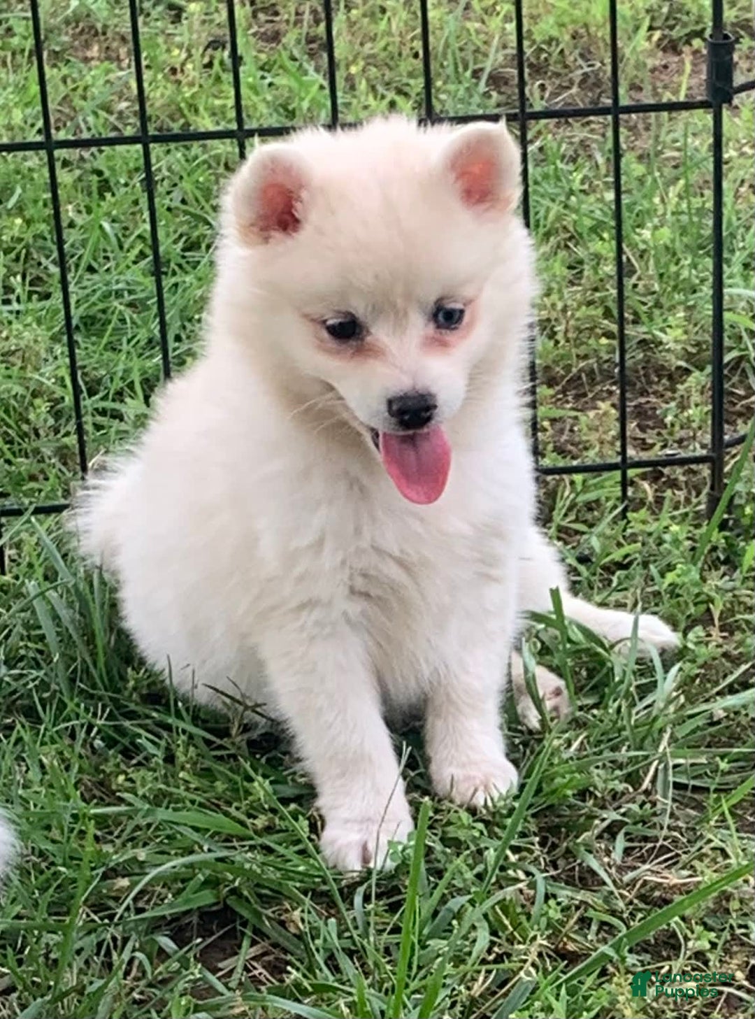 Alaskan Klee Kai dogs for sale: Fluffy Lil Tiki - Ad 1