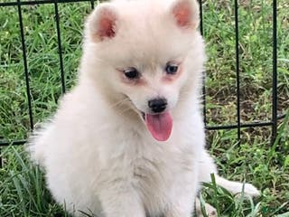 Alaskan Klee Kai dogs Fluffy Lil Tiki - Ad 5
