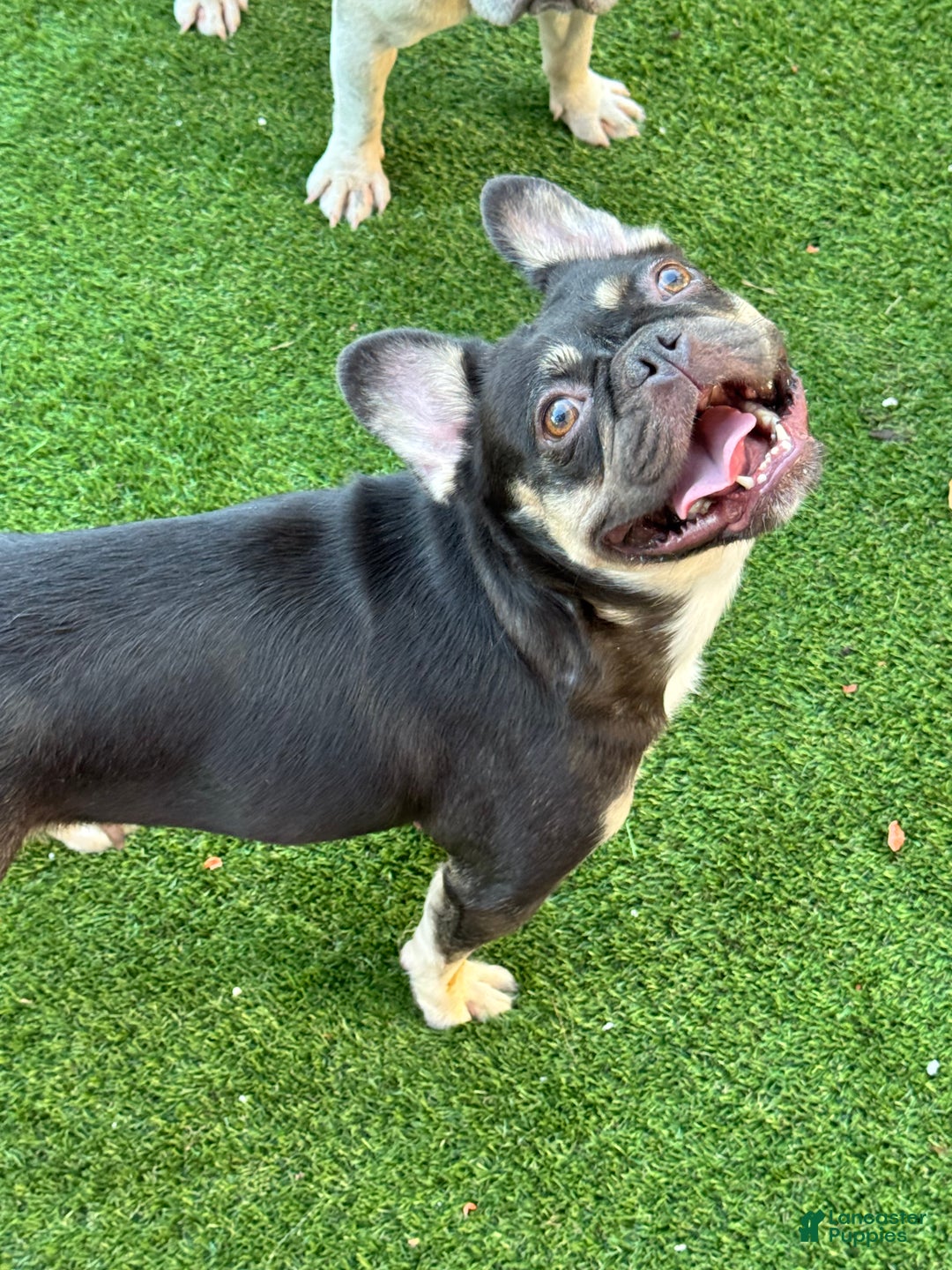 French Bulldog dogs for sale: French Bulldog Puppy 1 - Ad 4