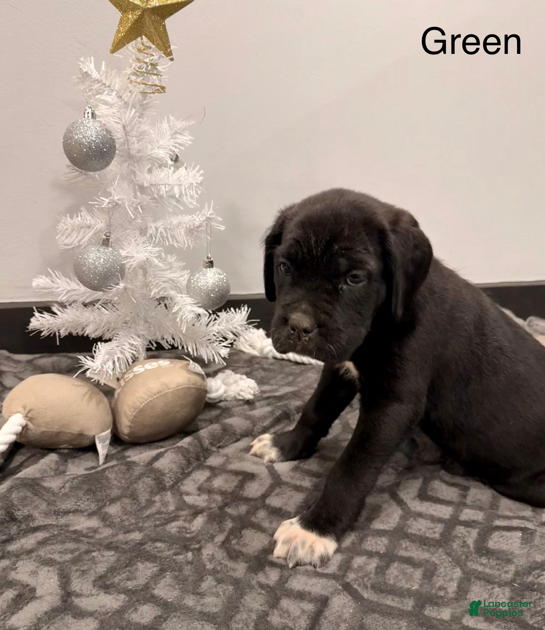 Cane Corso dogs Ghost (dark green) - Ad 35