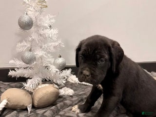 Cane Corso dogs Ghost (dark green) - Ad 12