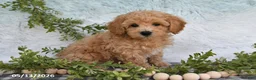 Bichpoo dogs for sale: Hansen - Ad 4