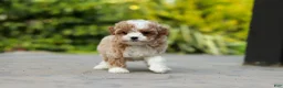 Cavapoo dogs for sale: Dolly - Ad 7