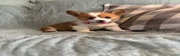 Welsh Corgi Pembroke dogs for sale: Welsh Corgi Pembroke 3 - Ad 16