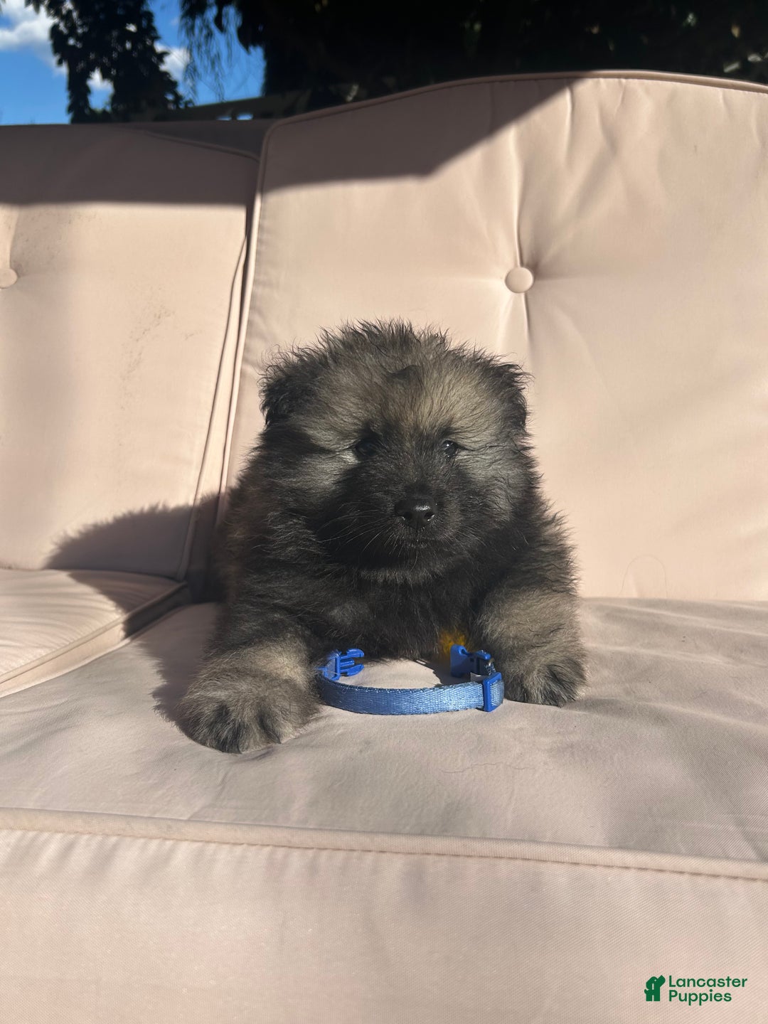 Keeshond dogs for sale: Archi - Ad 6