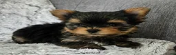 Yorkshire Terrier dogs for sale: Prince - Ad 4