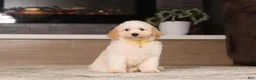 Miniature Poodle dogs for sale: Monty (AKC) - Ad 3