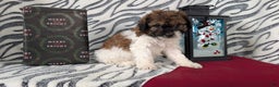 Mixed Breed dogs for sale: Abby - Ad 2