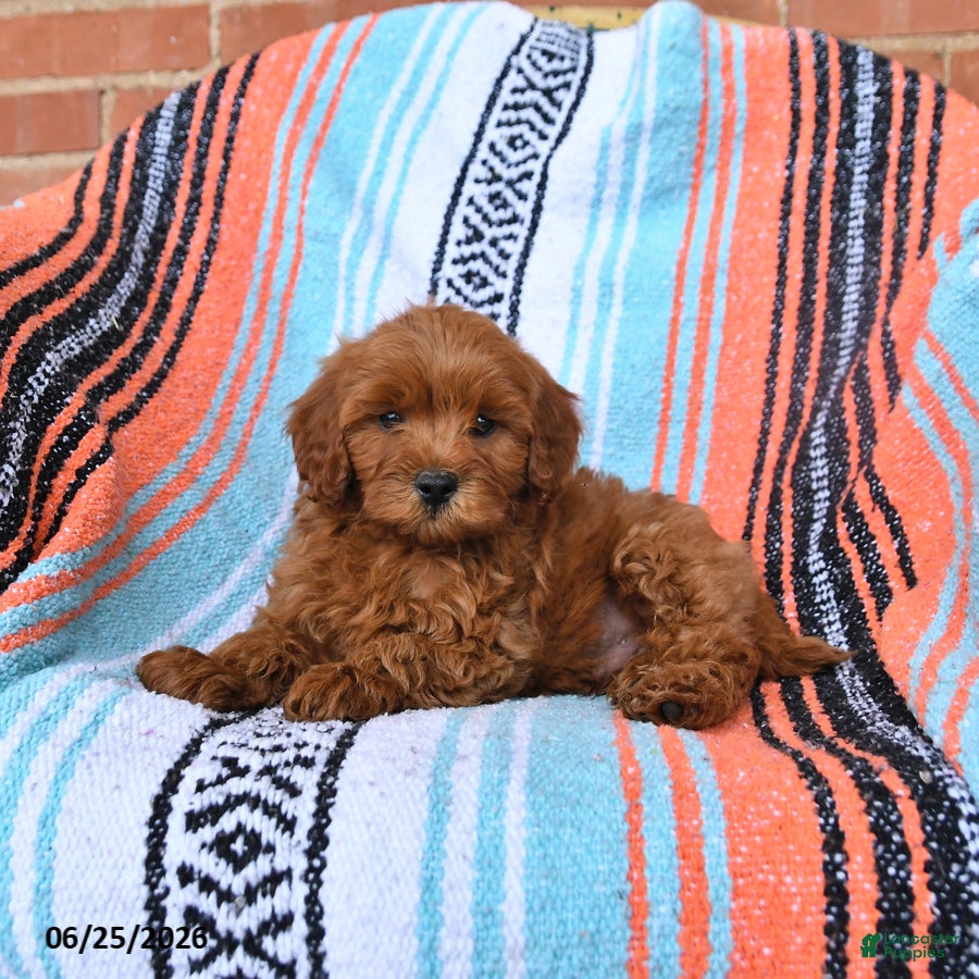 Cavapoo dogs Rusty - Ad 2