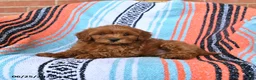 Cavapoo dogs for sale: Rusty - Ad 2