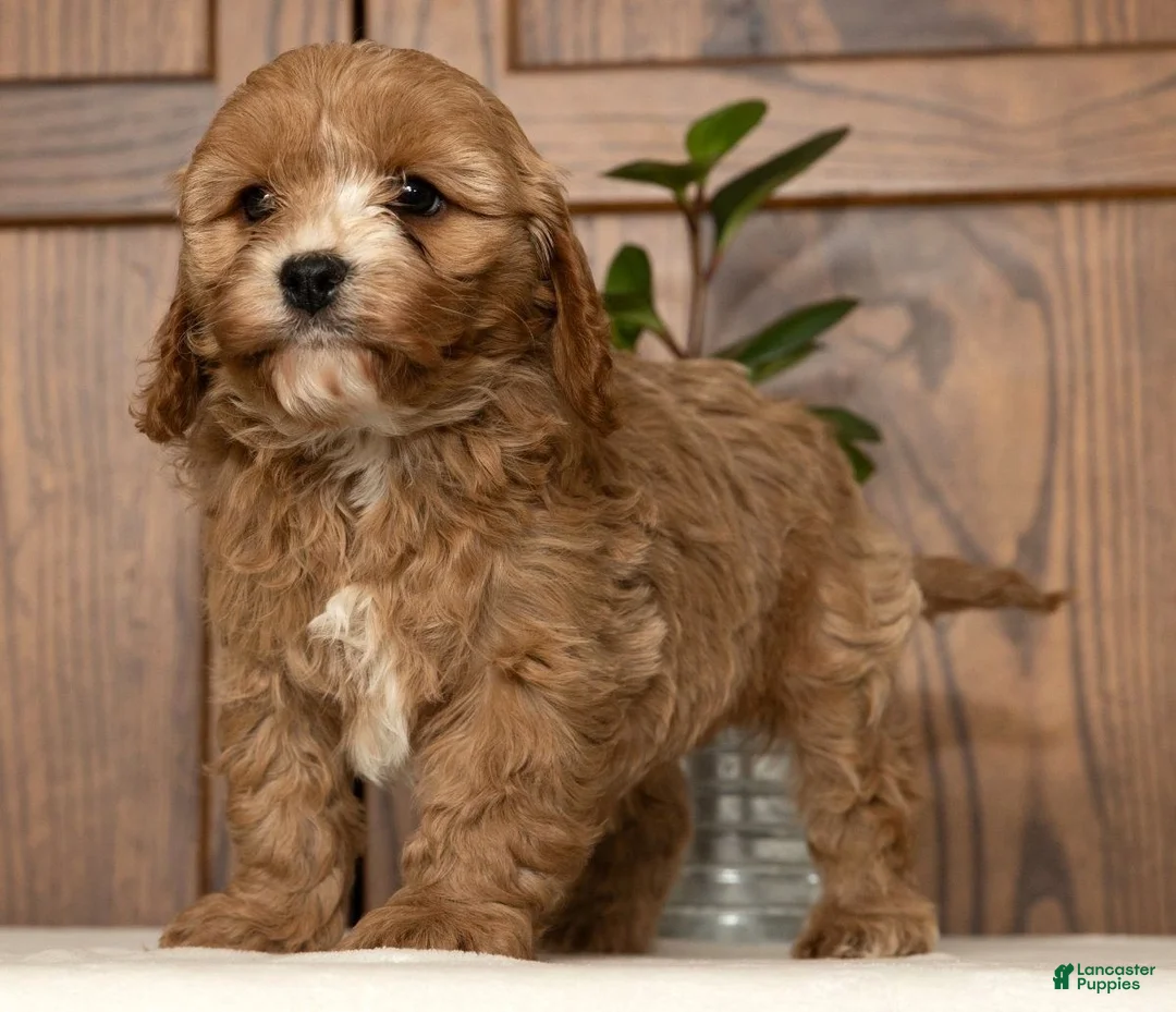 Cavapoo dogs for sale: Milo - Ad 5