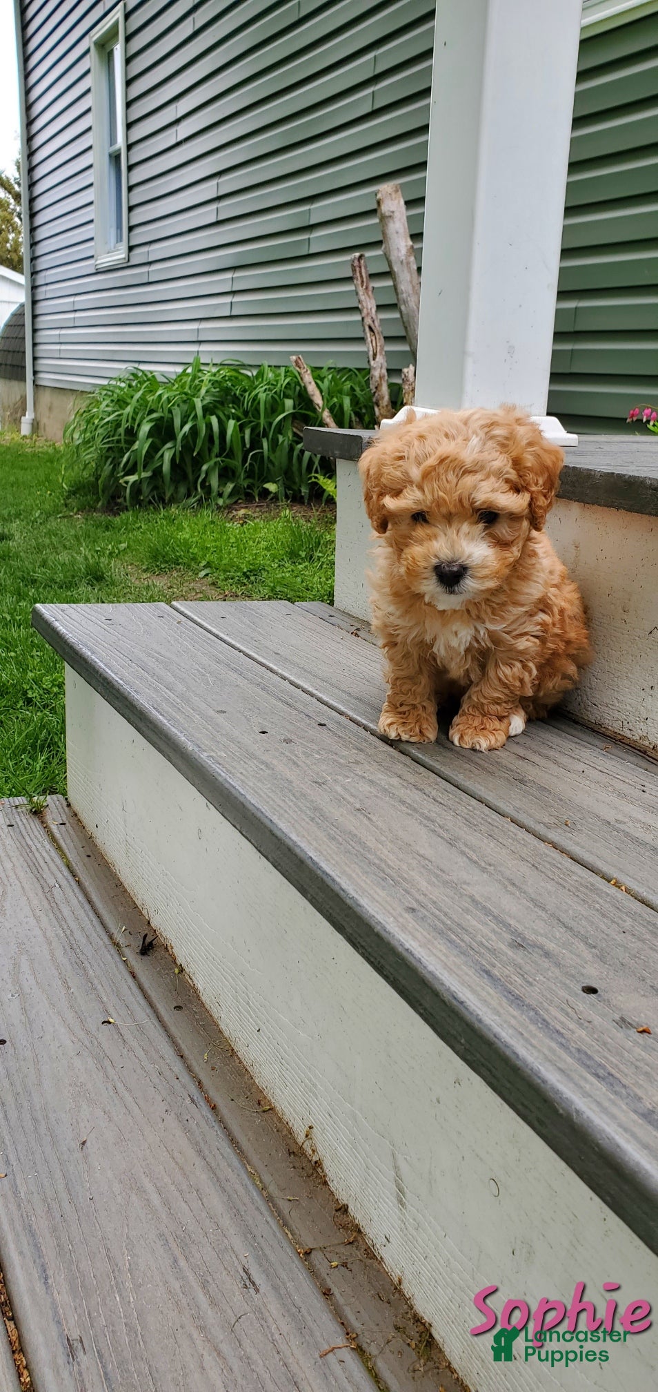 Toy Poodle dogs Sophie - Ad 1