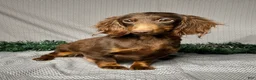 Miniature Dachshund dogs for sale: Luke - Ad 6