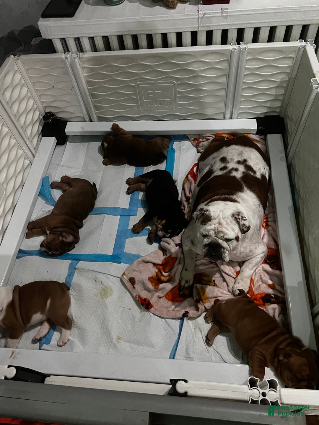 English Bulldog dogs for sale: English Bulldog litter of 5 puppies - Ad 27