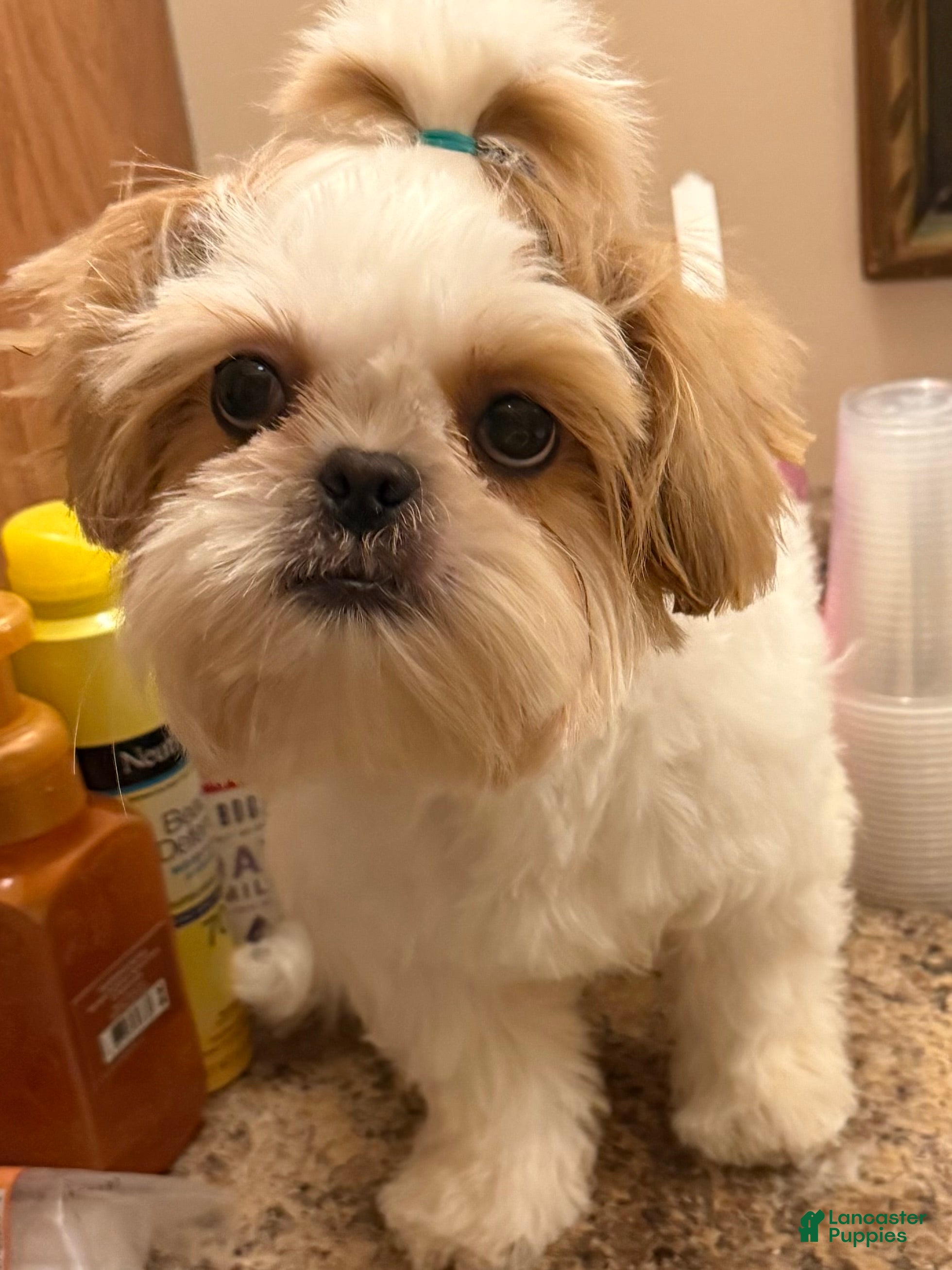 Shih Tzu dogs Shih Tzu Puppy 4 - Ad 10