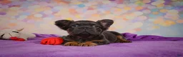 French Bulldog dogs for sale: Buddy - Ad 6