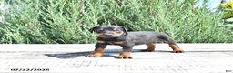 Doberman Pinscher dogs for sale: Benji - Ad 5
