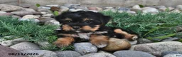 Shorkie dogs for sale: Sawyer - Ad 4