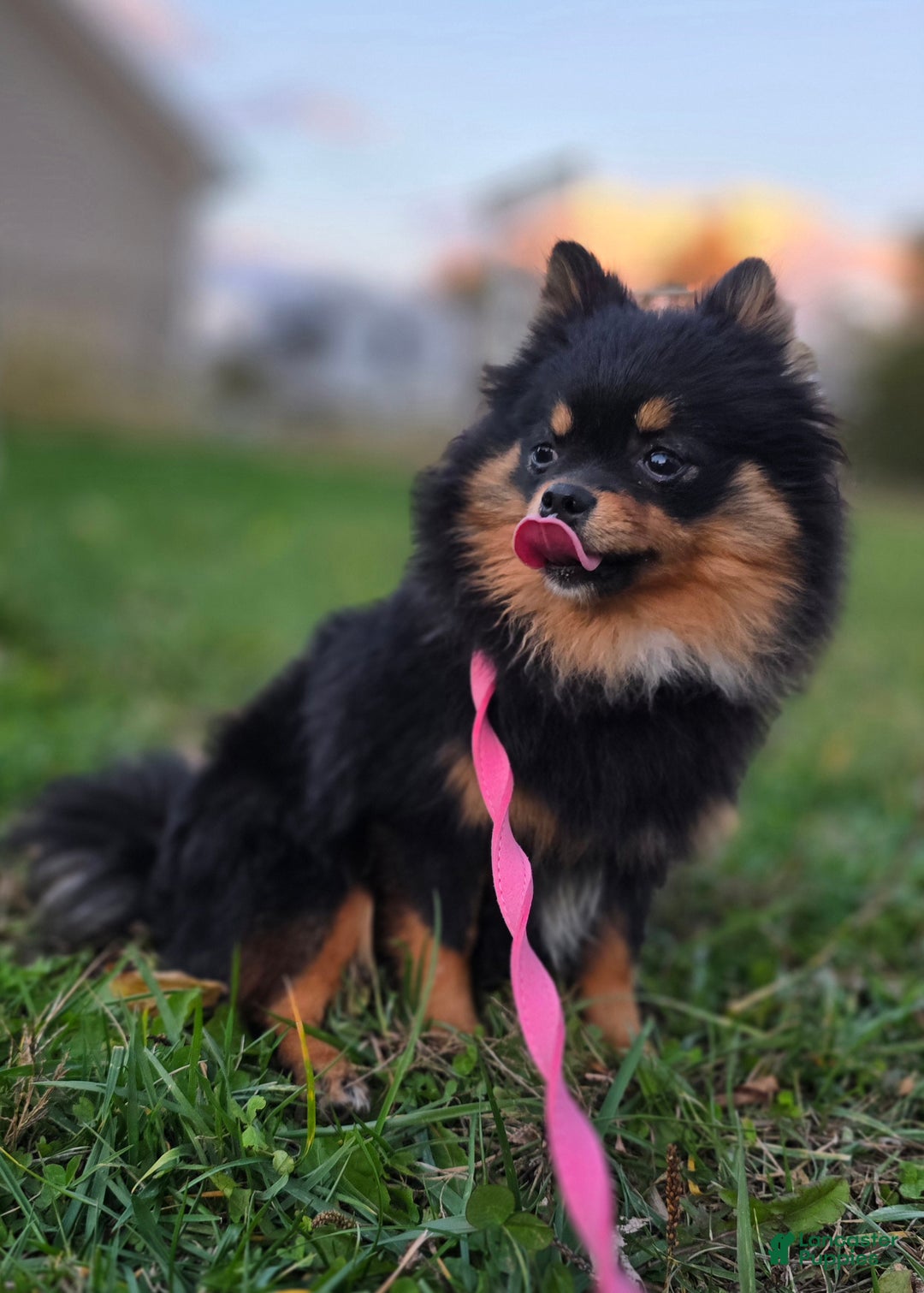 Pomeranian dogs for sale: Kora - Ad 3