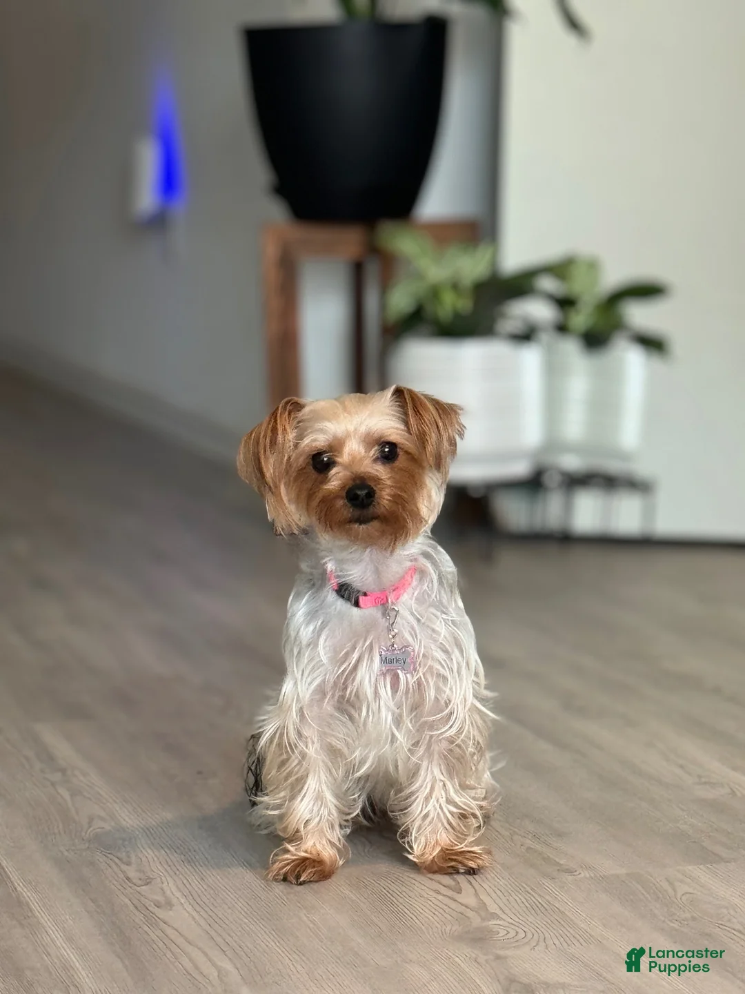 Yorkshire Terrier dogs for sale: AJ (blue) - Ad 8