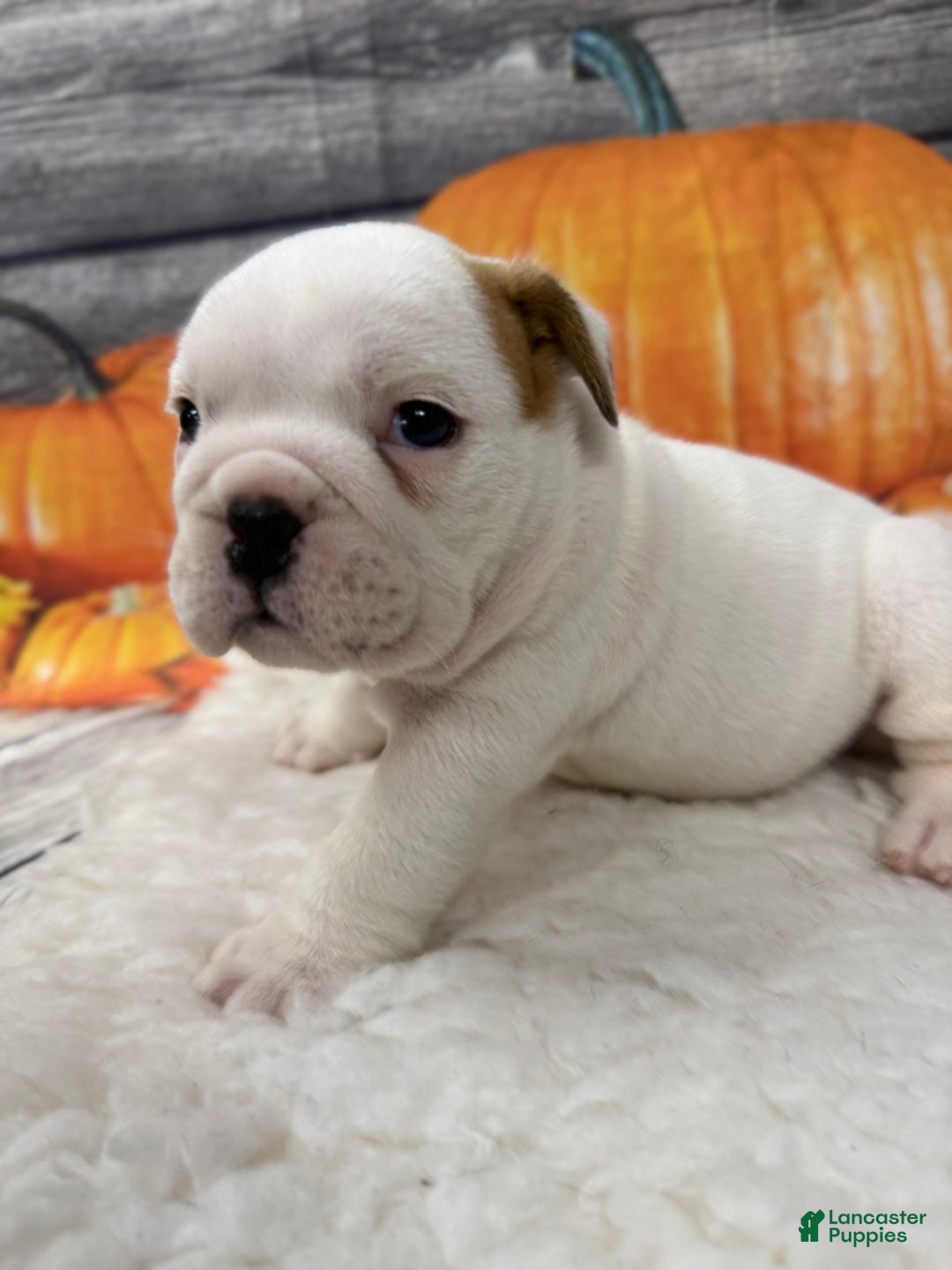 English Bulldog dogs for sale: Rascal - Ad 2