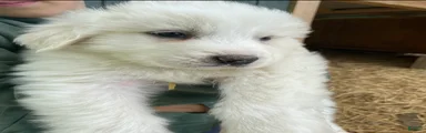 Great Pyrenees Puppy 6