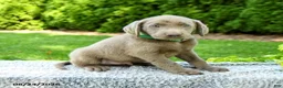 Labrador Retriever dogs for sale: Rylan - Ad 3